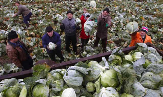 Unemployed people load cabbage at the state vegetable factory's field during a harvest, in the outskirts of Minsk, October 22, 2013. Unemployed people are invited to help out in the factory's harvest and are paid at the end of the day with 90 thousand Belarussian roubles ($9.80). All the factory's employees, including engineers and office workers, have to work at least several days in a field without extra pay, to help gather the harvest before the first frost. (Photo by Vasily Fedosenko/Reuters)
