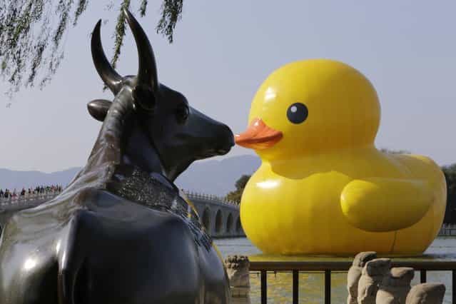 The inflated Rubber Duck by Dutch conceptual artist Hofman floats near the Bronze Ox statue at the Summer Palace in Beijing, on Oktober 23, 2013. (Photo by Jason Lee/Reuters)