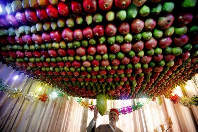 A Samaritan man stands under a Sukkah made of fruits inside his house during the holiday of Sukkot (the Tabernacles Feast) celebrations on Mount Gerizim near the northern West Bank city of Nablus, on Oktober 22, 2013. (Photo by Jaafar Ashtiyeh/AFP Photo)
