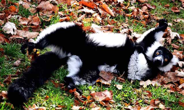 A black-and-white ruffed lemur is pictured in his enclosure at the Zoo in Wroclaw, Poland on October 24, 2013. (Photo by Janek Skarzynski/AFP Photo)