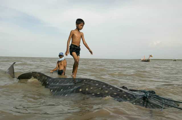 An Indonesian youth walks on the back of a beached whale shark as fishermen prepare to pull it back to the sea at Kenjeran beach in Surabaya, East Java, Indonesia, Tuesday, October 22, 2013. The whale survived and successfully released back into the sea. (Photo by AP Photo/Trisnadi)