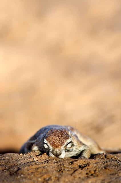 Ground squirrel, Xerus inauris, sleeping, Kgalagadi Transfrontier Park, Northern Cape, South Africa. (Photo by Ann & Steve Toon/SIPA Press)