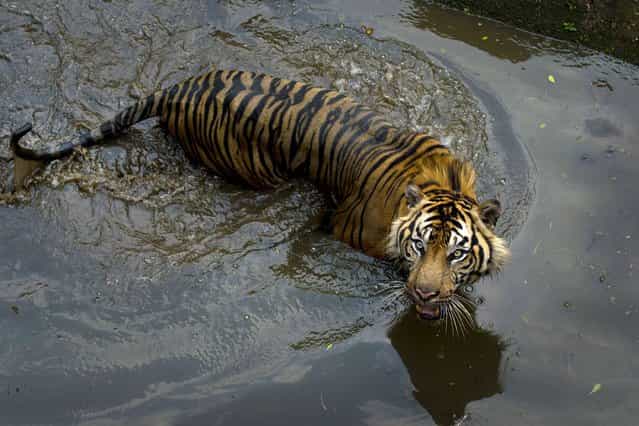 A critically endangered Sumatran tiger is seen in its enclosure at Ragunan Zoo in Jakarta, on Oktober 23, 2013. (Photo by Romeo Gacad/AFP Photo)