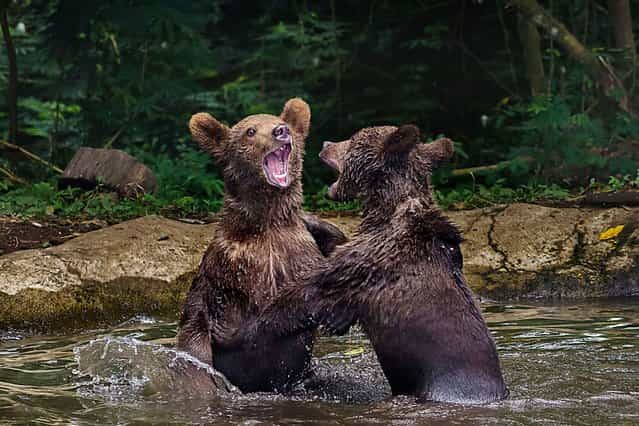 This is the incredible moment two bears were spotted trading blows in a boisterous river battle at Taman Safari Zoo in Indonesia, on Oktober 23, 2013. (Photo by Caters News)