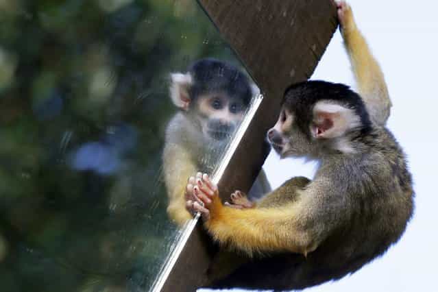A squirrel monkey looks in a mirror at the London Zoo, on Oktober 24, 2013. (Photo by Adrian Dennis/AFP Photo)