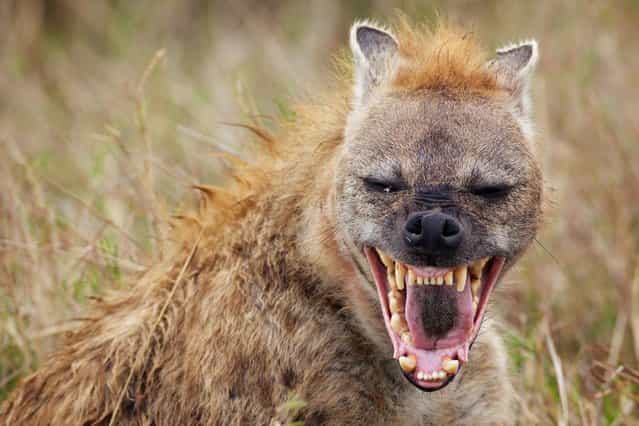 The torrential rain has failed to dampen the spirits of this hyena as he bursts into a hysterical laugh in Kenya, on Oktober 24, 2013. (Photo by Mark Bridger/Solent News & Photo Agency)