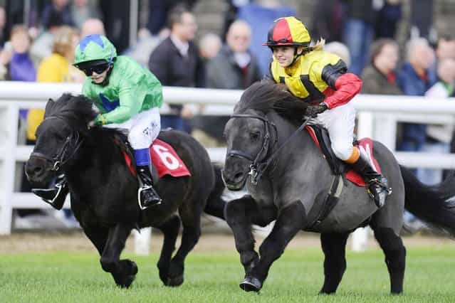 Phoebe Anderson riding Budd's Beauty (R) win The Shetland Pony Gold Cup at Plumpton racecourse on October 21, 2013 in Plumpton, England. (Photo by Alan Crowhurst/Getty Images)
