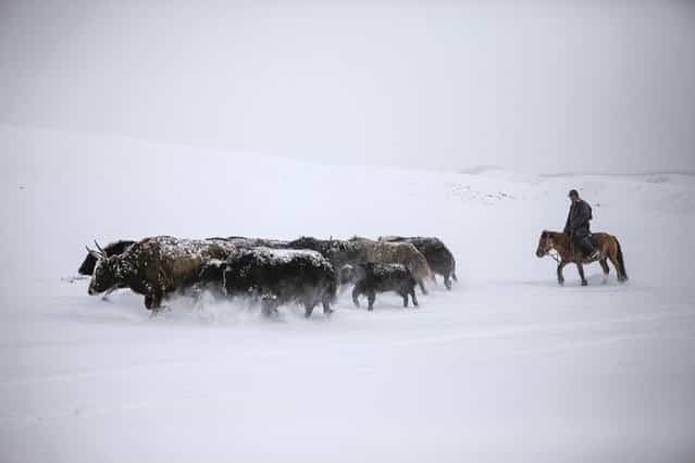 A man herds his yaks in the snow in Tsenkher Sum, Arhanga, Mangolia. Picture taken October 21, 2013. (Photo by Mareike Guensche/Reuters)