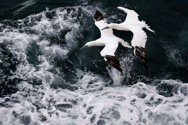 Two Morus Bassanus, known as Northern Gannet (fou de bassan) fly over the waves as a fishing trawler makes it way off the coast of Calais, France, on Oktober 22, 2013. (Photo by Pascal Rossignol/Reuters)