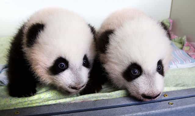 Mei Huan and Mei Lun, the first pair of twin Giant Panda cubs to be born in the United States and survive, are pictured at Zoo Atlanta, on Oktober 23, 2013. The cubs have been given names that come from a Chinese idiom meaning [something indescribably beautiful and magnificent], zoo officials said. The names were announced when the male cubs reached 100 days old, in keeping with ancient Chinese tradition. (Photo by Adam K. Thompson/Zoo Atlanta)
