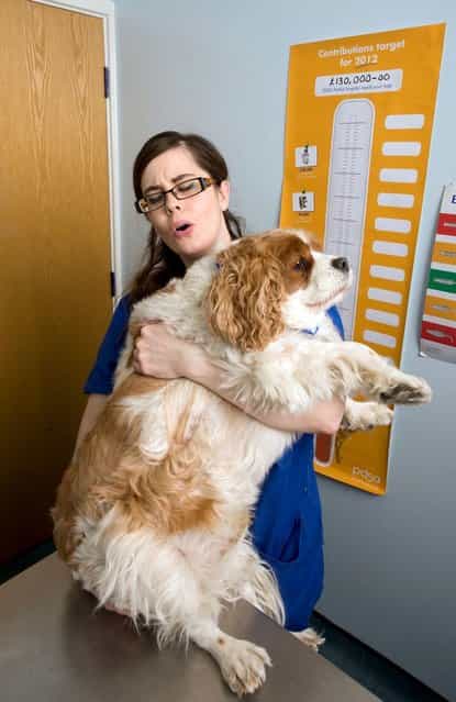Vet Nurse Amy Henson tries to get to grips with Jumbo Jack, a Cavalier King Charles spaniel. (Photo by PDSA Pet Fit Club)