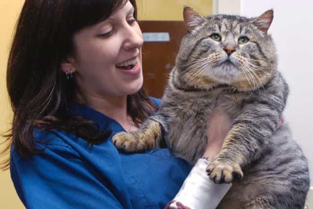 Tiffany Noreuil at the Oregon Humane Society in Portland, Oregon, holds feline Hercules, a 20-pound stray whose girth got him stuck in a pet door while trying to plunder some dog food. (Photo by AP Photo)