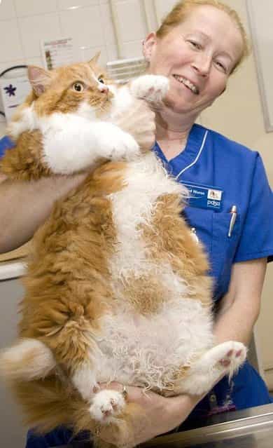8kg feline George, from Liverpool. He took part in the Pet Fit Club contest organised by animal charity PDSA in 2007. (Photo by PDSA)