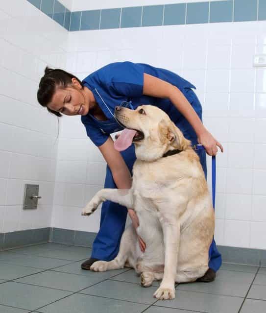 Deco the Labrador being checked by PDSA vet nurse Miriam Wilson before starting his diet. (Photo by PDSA)