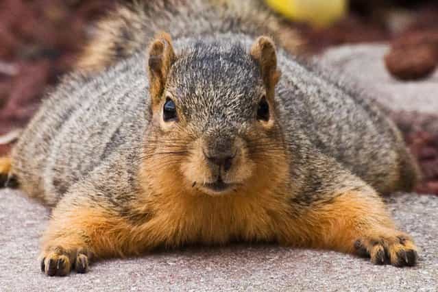 This fat furry fella looks as if it's been squirreling away too many nuts for the winter. (Photo by James Phelps/Solent News)