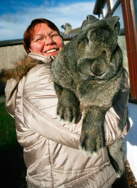 Vikki Buchanan in Levenvale with Murphy the monster rabbit. The Giant Continental rabbit can grow to an incredible two feet and weigh over 20lbs. (Photo by South West News Service)