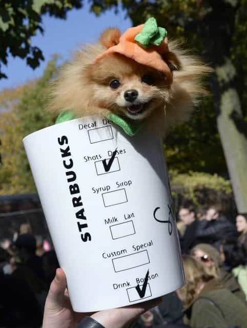 A dog in a Starbucks costume participates in the Halloween Dog Parade in New York. (Photo by Timothy Clary/Getty Images)