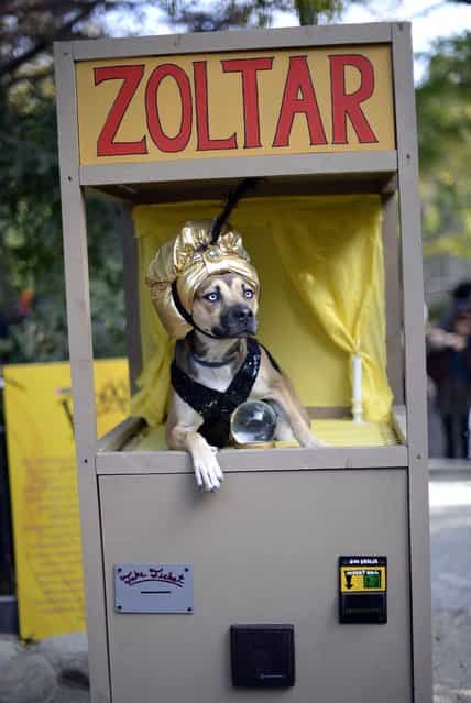 A dog dressed as a Zoltar fortune telling machine participates in the Halloween Dog Parade in New York. (Photo by Timothy Clary/Getty Images)