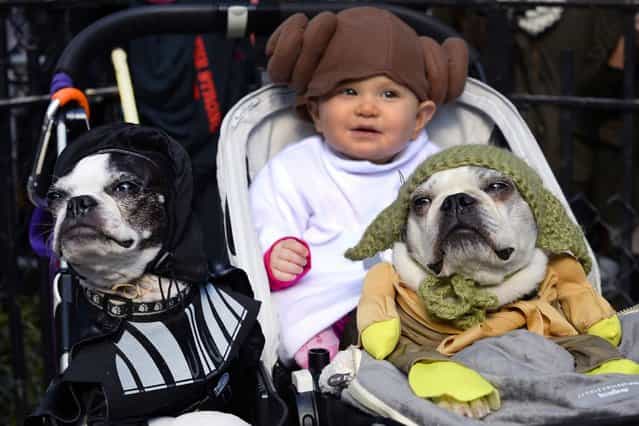 A baby and two dogs dressed as characters from [Star Wars] at the Halloween Dog Parade in New York. (Photo by Timothy Clary/Getty Images)