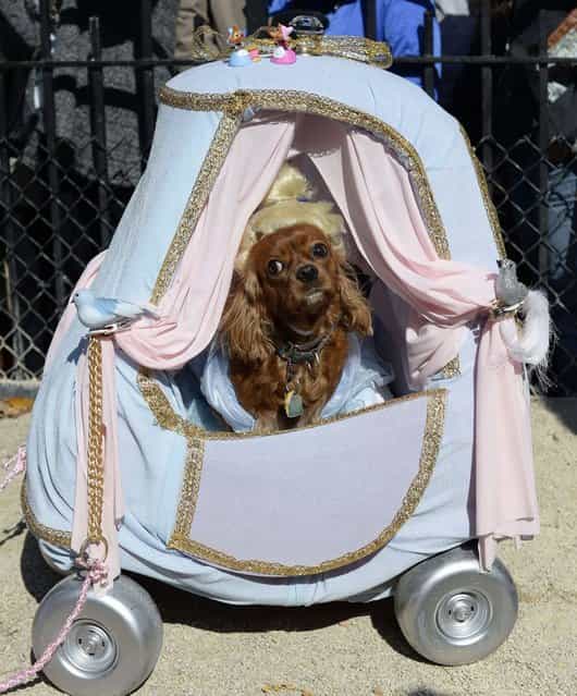 A dog dressed as [Cinderella] participates in Halloween Dog Parade in New York. (Photo by Timothy Clary/Getty Images)