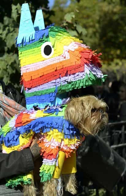 A dog dressed as a pinata participates in the Halloween Dog Parade in New York. (Photo by Timothy Clary/Getty Images)