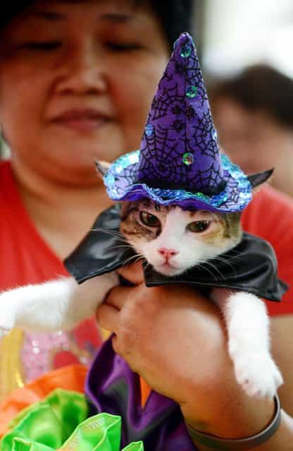 A woman holds her pat cat dressed as a witch during the Scaredy Cats and Dogs Halloween costume competition in Manila. (Photo by Noel Celis/AFP Photo)
