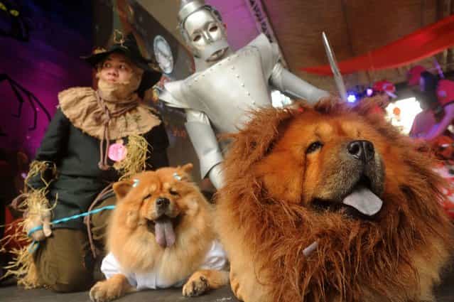 Pet owners and their pet dogs dressed as characters from the Wizard of Oz participate at the Scaredy Cats and Dogs Halloween costume competition in Manila. (Photo by Romeo Ranoco/Reuters)