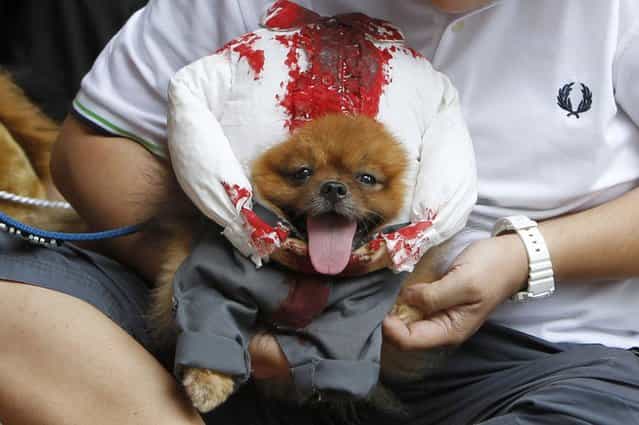 A pet owner holds his dog which is dressed in a headless costume during the Scaredy Cats and Dogs Halloween costume competition in Manila. (Photo by Romeo Ranoco/Reuters)
