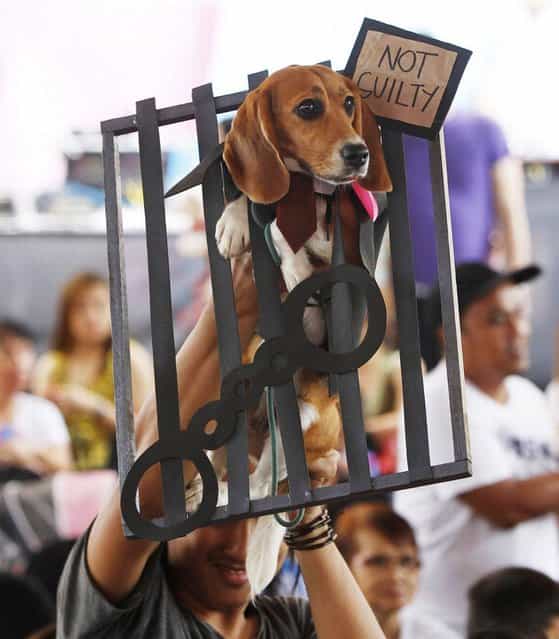 A pet owner holds up his dog dressed like a prisoner in jail during the Scaredy Cats and Dogs Halloween costume competition in Manila. (Photo by Romeo Ranoco/Reuters)