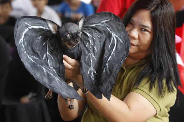 A pet owner displays her dog dressed in a Bat costume during the Scaredy Cats and Dogs Halloween costume competition in Manila. (Photo by Romeo Ranoco/Reuters)