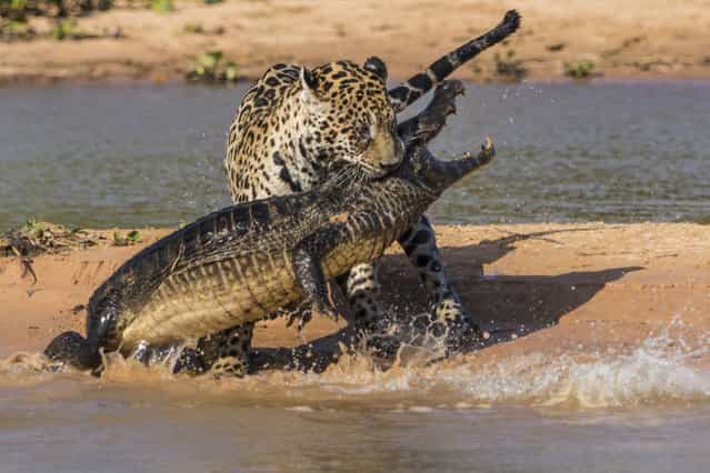 Jaguar attacks a Yacare Caiman. (Photo by Barcroft Media)