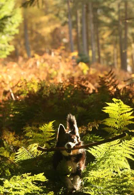 A dog runs through a wood in the Autumn light, Scottish Borders. (Photo by David Cheskin/PA Wire)