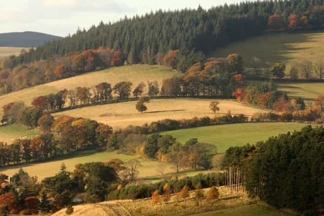 The Autumn light shines on the trees and fields in the Scottish Borders. (Photo by David Cheskin/PA Wire)
