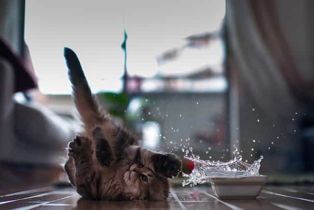 [Kitten in Motion]. (Photo and caption by Ben Torode)