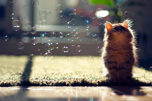 [Kitten Observes Transit of Bubbles]. (Photo and caption by Ben Torode)