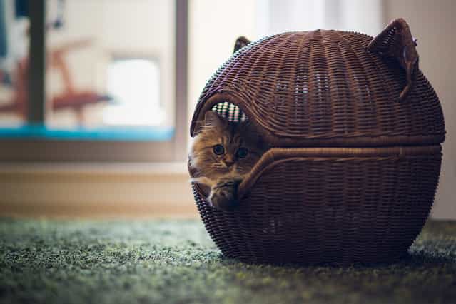 [Kitty Death Star]. (Photo and caption by Ben Torode)