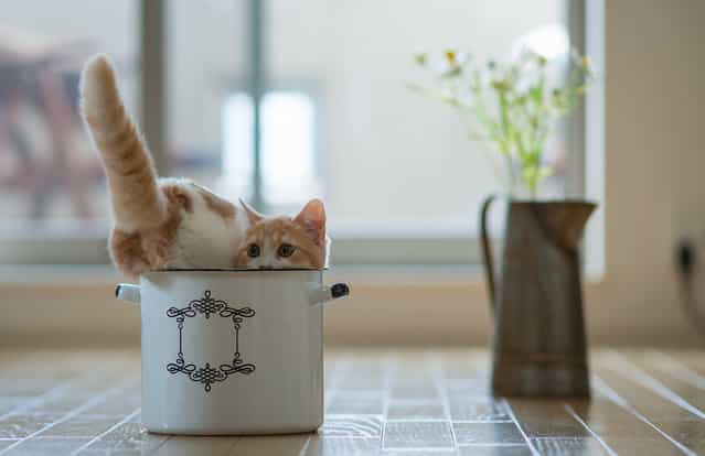 [Cat in the Flour Bowl]. (Photo and caption by Ben Torode)