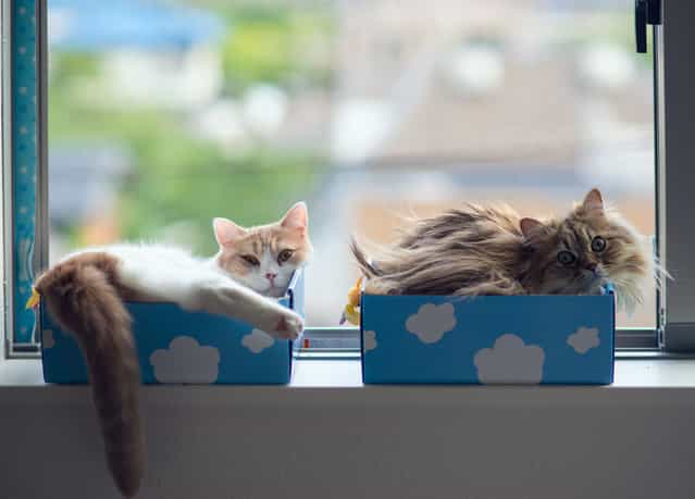 [Potted Cats by the Window Sill]. (Photo and caption by Ben Torode)