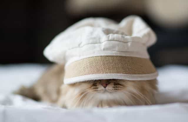 [Cat with an Oversized Hat]. (Photo and caption by Ben Torode)