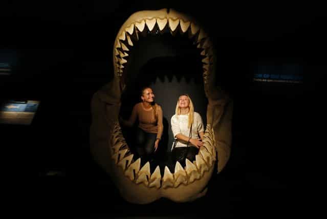 Women inspect the insides of the jaws of a megalodon, an extinct species of the shark, as they visit the international exhibition titled [Planet Shark: Predator or Prey] at the Military-Historical Museum of Artillery, Engineer and Signal Corps in St. Petersburg, October 31, 2013. The exhibition includes collections of pristine fossil specimens, jaws, hunting and commercial fishing equipment, full size casts and models of different sharks, according to organizers. (Photo by Alexander Demianchuk/Reuters)