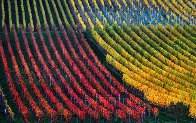 In this picture made available Thursday, October 31, 2013, vineyards are autumnally colored near Marktbreit, southern Germany, Wednesday, Oct. 30, 2013. (Photo by Karl-Josef Hildenbrand/AP Photo/DPA)