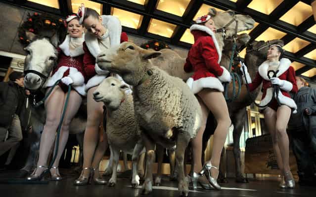 A donkey, two sheep and three camels pose with Rockettes outside Radio City Music Hall Hall before their first day of rehearsals for the 2013 [Radio City Christmas Spectacular] and their starring role in the [Living Nativity] show October 29, 2013 in New York. (Photo by Stan Honda/AFP Photo)