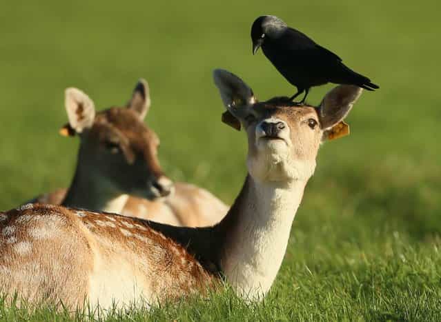 A Crow lands on the head of a young Deer in Dublin's Phoenix Park, on October 28, 2013. (Photo by Niall Carson/PA Wire)