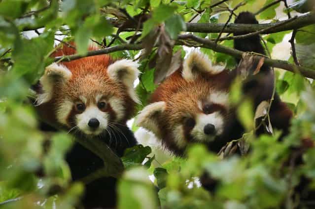 Two female Red Panda cubs in their enclosure at Port Lympne Wild Animal Park near Ashford, Kent, on November 1, 2013, as they make their public debut following the recent bad weather. (Photo by Gareth Fuller/PA Wire)