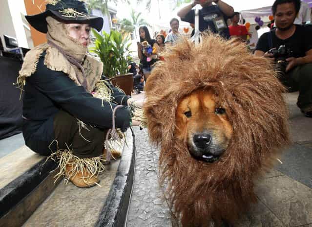 A pet owner sits next to her dog which is dressed in a lion costume during the Scaredy Cats and Dogs Halloween costume competition at Eastwood mall in Quezon city, metro Manila October 26, 2013. According to an official from the organiser Philippine Animal Welfare Society (PAWS), the annual event, which had at least one hundred competitors who joined with their pets, aimed to give pet owners a chance to bond with their pets and experience Halloween together. (Photo by Romeo Ranoco/Reuters)