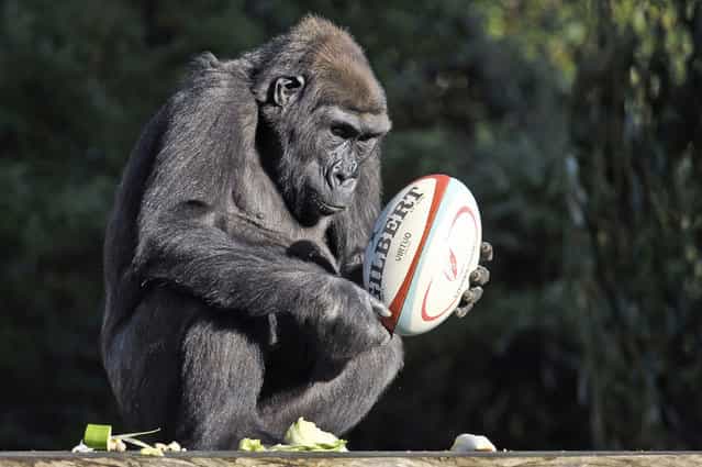 Komale the Western Lowland Gorilla inspects a rugby ball that has been placed into the gorilla enclosure at Bristol Zoo as part of their enrichment programme, where they are given things to stimulate and encourage playful behaviour. Picture date: Tuesday October, 29, 2013. (Photo by Ben Birchall/PA Wire)