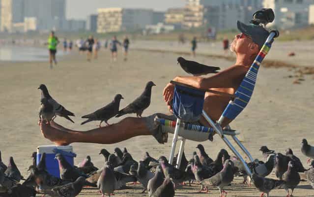 Terry Zittle relaxes on Cocoa Beach in Florida with a few feathered friends, on Oktober 28, 2013. The local resident is renowned as a magnet for pigeons and has even named many of the birds, who flock to him when he brings sunflower seeds for breakfast. (Photo by Tim Shortt/AP Photo/Florida Today)
