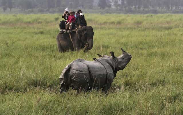 Tourists on an elephant watch a one horned rhinoceros inside the Kaziranga national park, about 250 kilometers (156 miles) east of Gauhati, India, Monday, November 1, 2013. The Kaziranga National Park, which has the world s largest concentration of Indian one-horned rhinoceros, reopened for tourists Monday. (Photo by Anupam Nath/AP Photo)