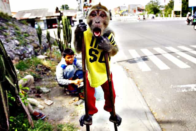 A street monkey performs on a sidewalk in Solo, Central Java, Indonesia, 28 October 2013. Jakarta Governor Joko Widodo is continued with the plan to stop masked monkey performances, locally known as [topeng monyet], by year 2014 to improve public order and preventing illness carried by monkeys. The city's administration planned to buy the monkeys used in street performances and keeping them in a Zoo. (Photo by Mohammad Ali/EPA)
