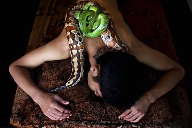 A customer undergoes a massage using pythons at Bali Heritage Reflexology and Spa in Jakarta, on Oktober 27, 2013. (Photo by Ulet Ifansasti/Getty Images)
